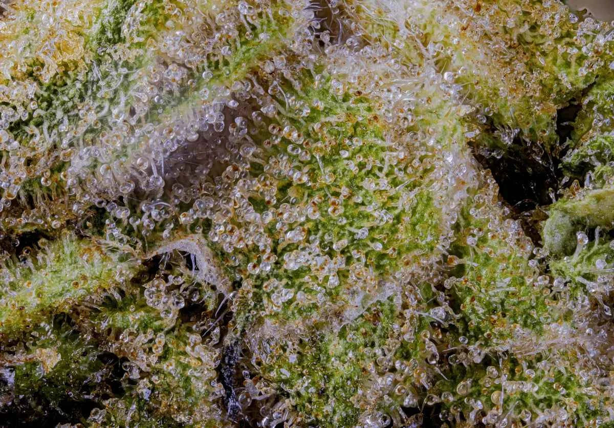 Capitate-stalked trichomes
