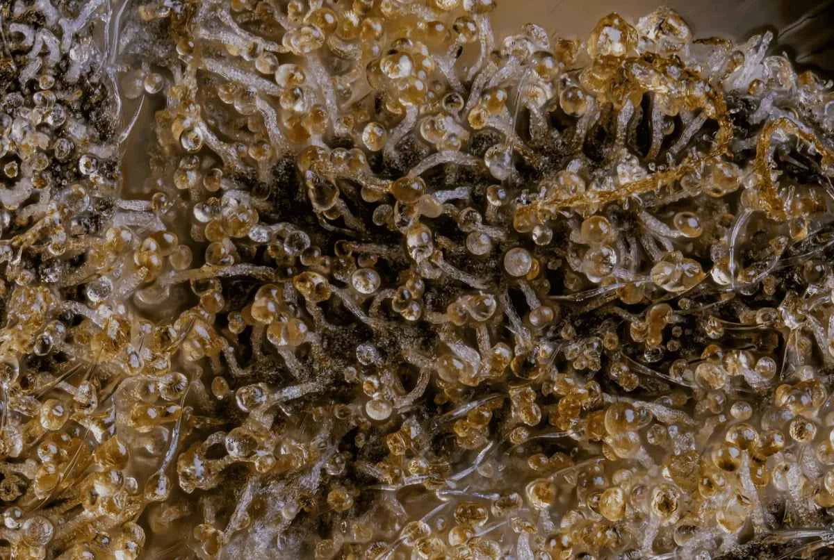 Terpenes and trichomes