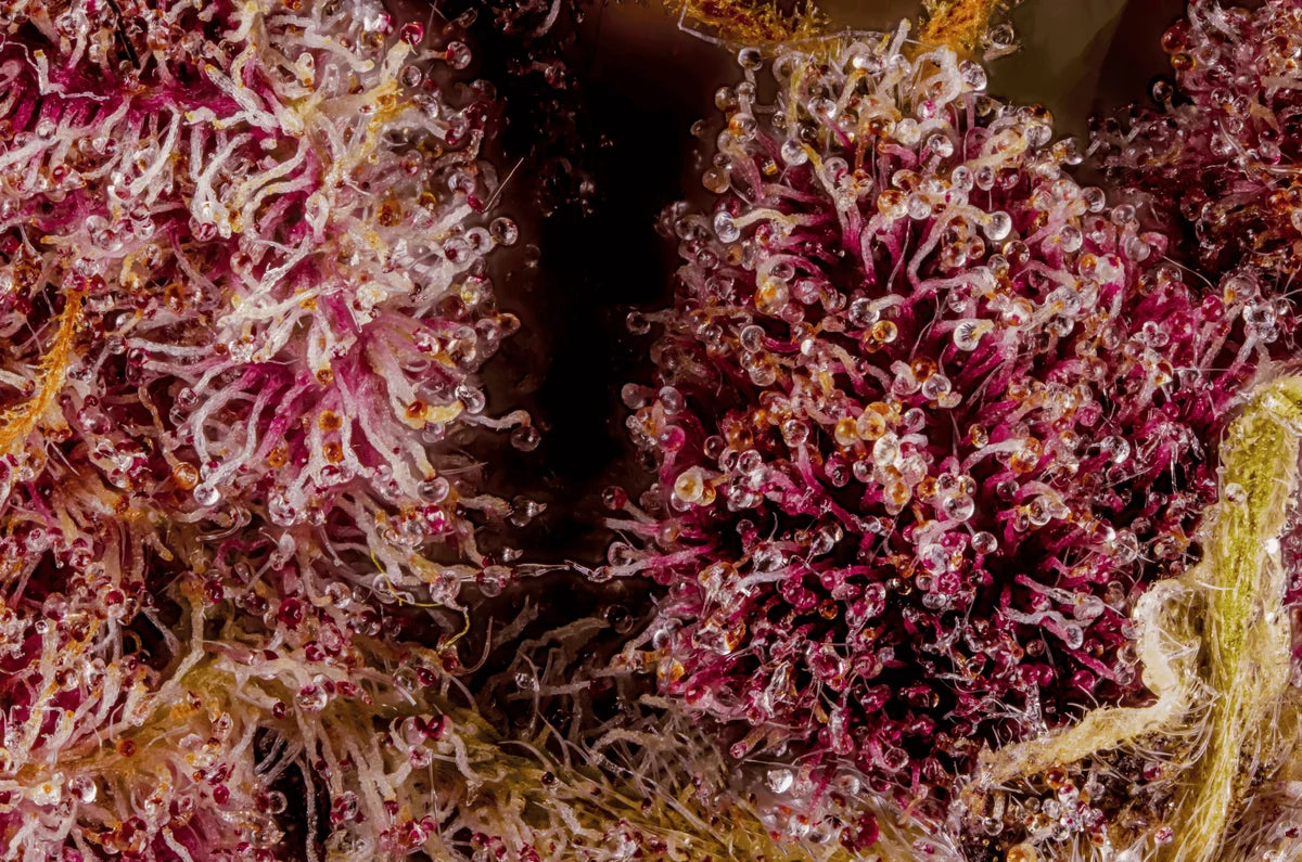 Trichomes close-up