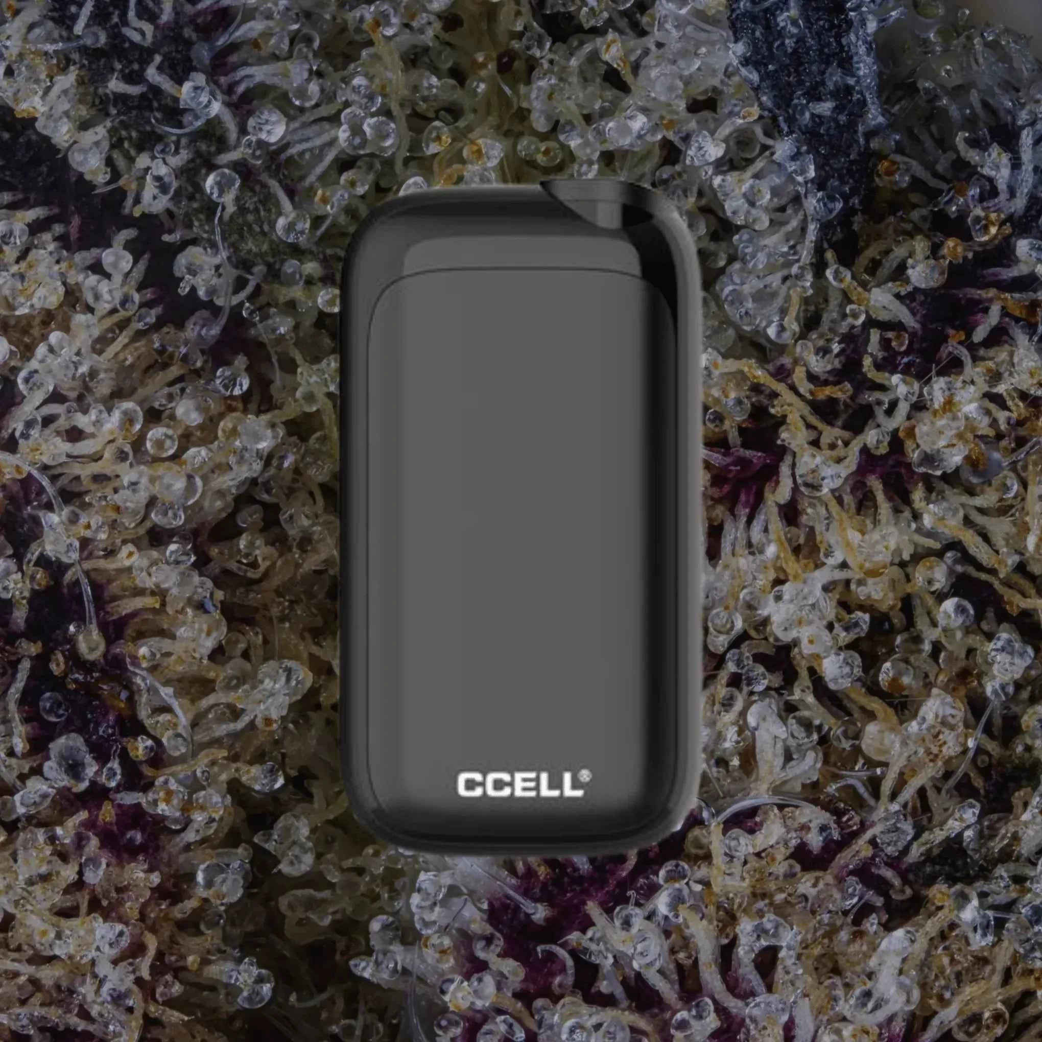 CCELL Rizo