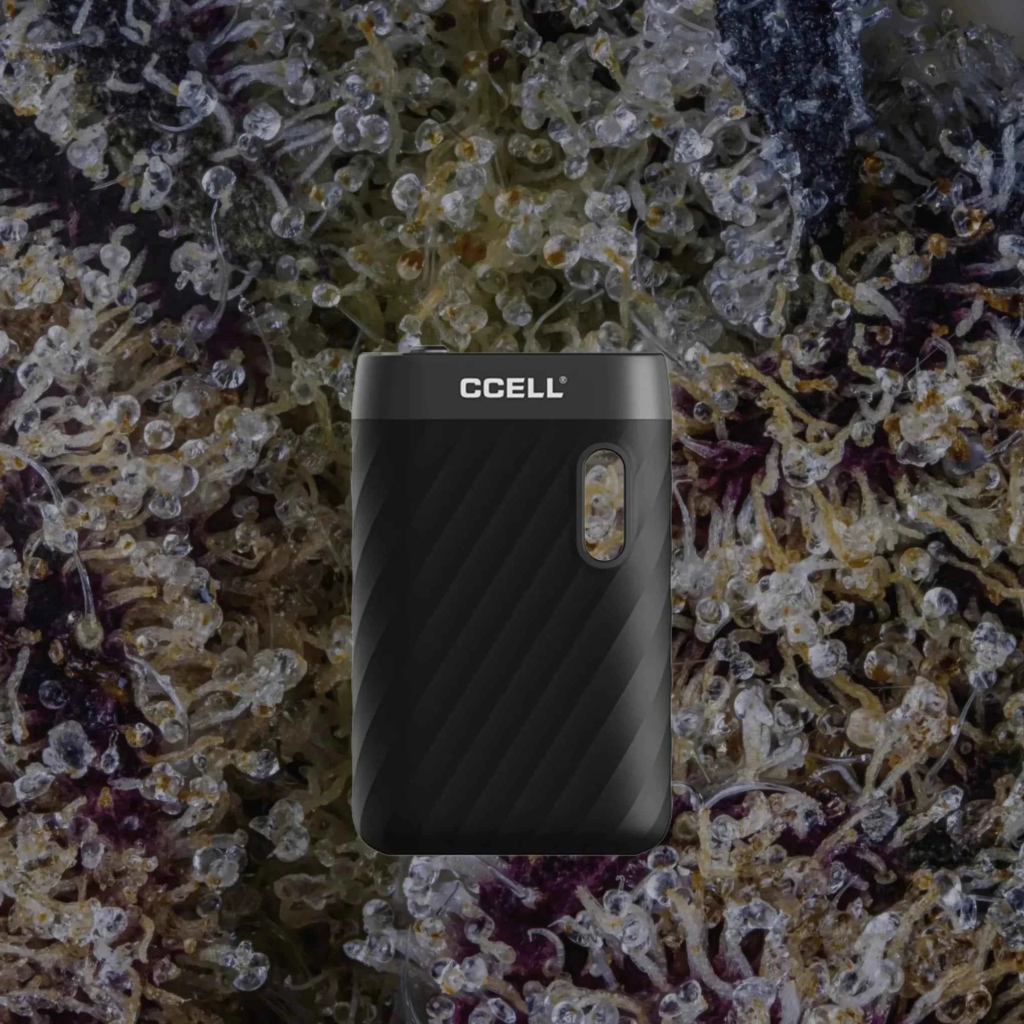 CCELL Sandwave