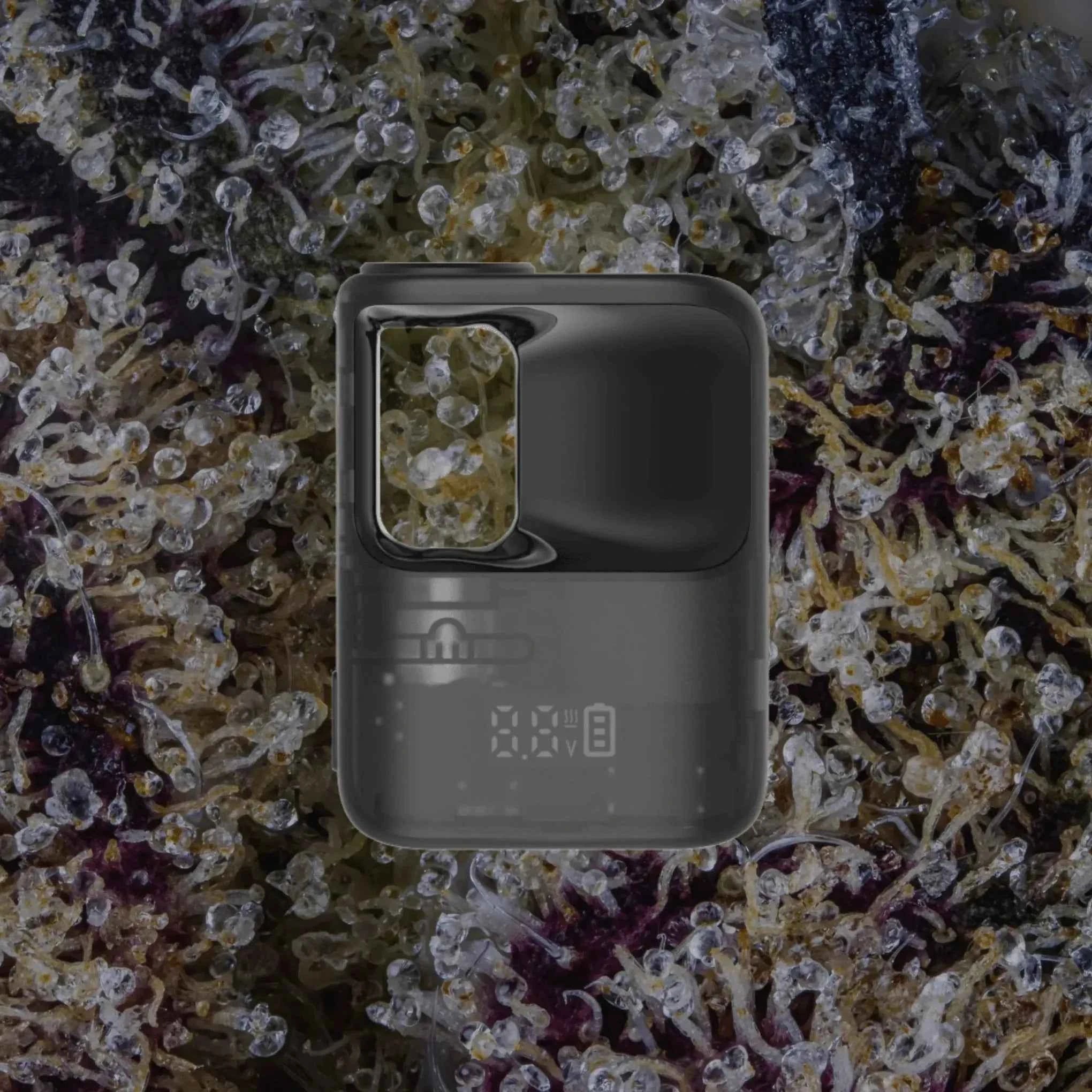 CCELL Stylo