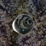 Empire Glassworks Black Nebula Puffco Pivot Top, glass from Trichly photo 2