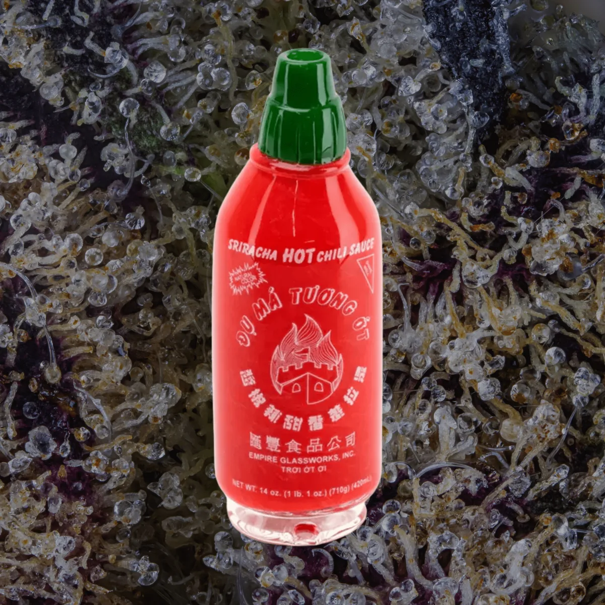 Empire Glassworks Sriracha Peak Top, glass from Trichly