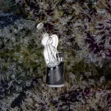 MJ Arsenal Lasso Peak Top, glass from Trichly photo 6