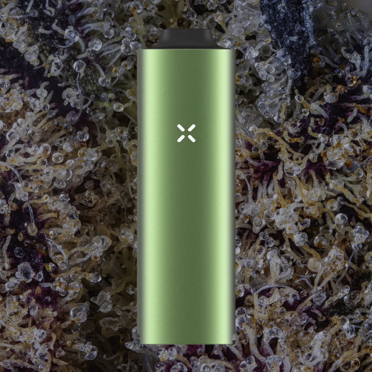 Pax Four Vaporizer, for flower from Trichly