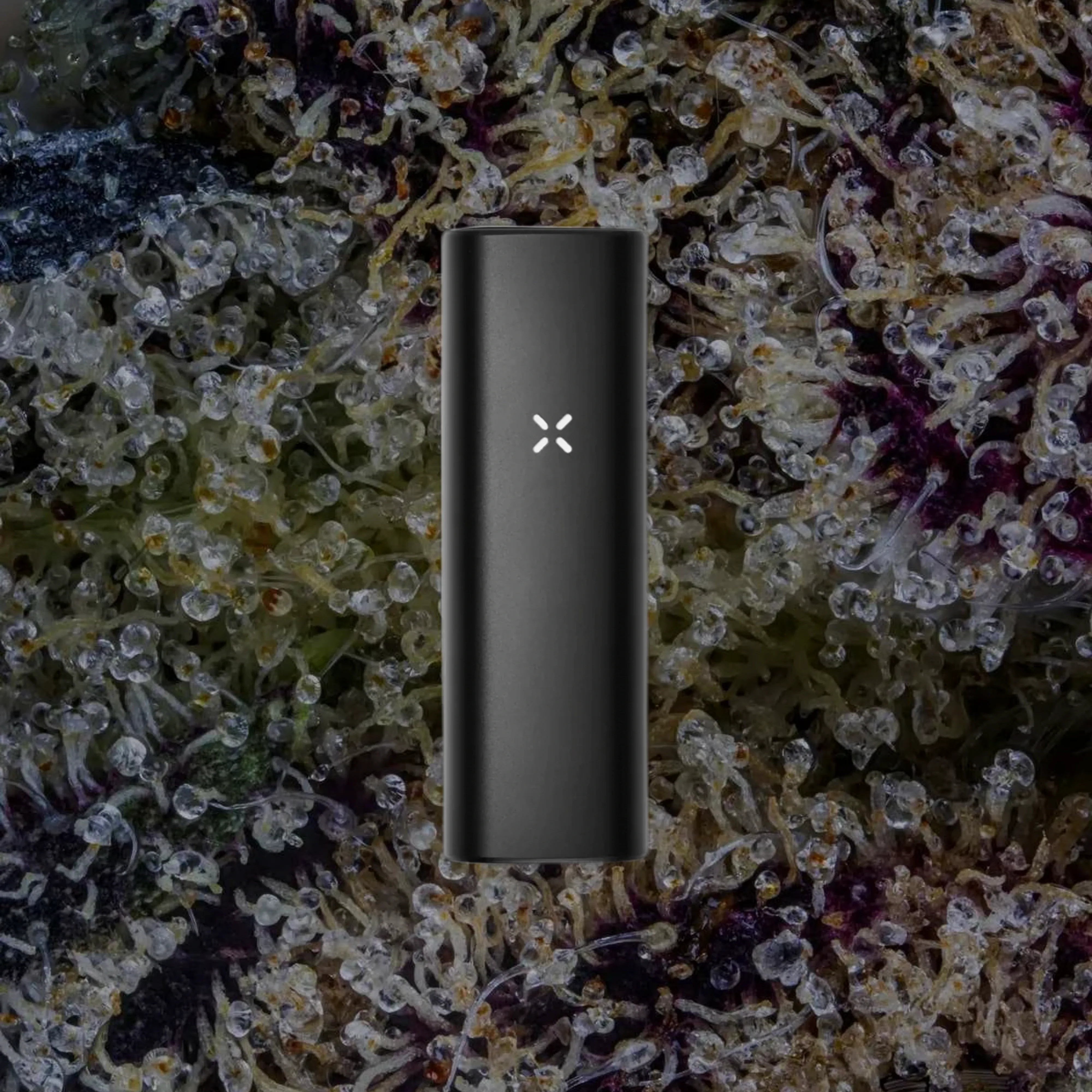 PAX Mini, for flower from Trichly